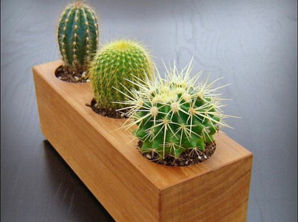  Pflegeleichte Zimmerpflanzen schlafzimmer kaktus