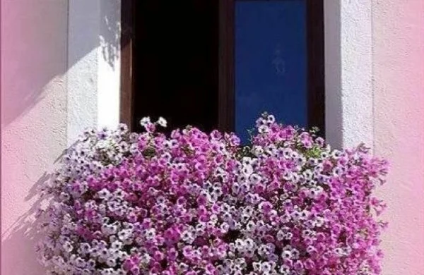  Balkonbepflanzung Ideen und prachtblumen