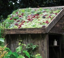 Dachbegrünung Gartenhaus – Exterior in Grün