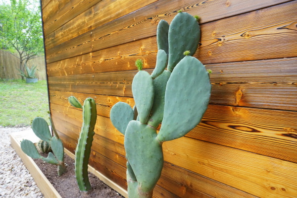 gartengestaltung ideen pflegeleichte gartenpflanzen hitzebeständig kaktus pflege