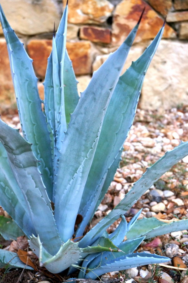 gartengestaltung mit steinen pflegeleichte gartenpflanzen hitzebeständig kaktus pflege sukkulenten