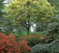 Kugelahorn Krankheiten – Ahorn Baum im Garten