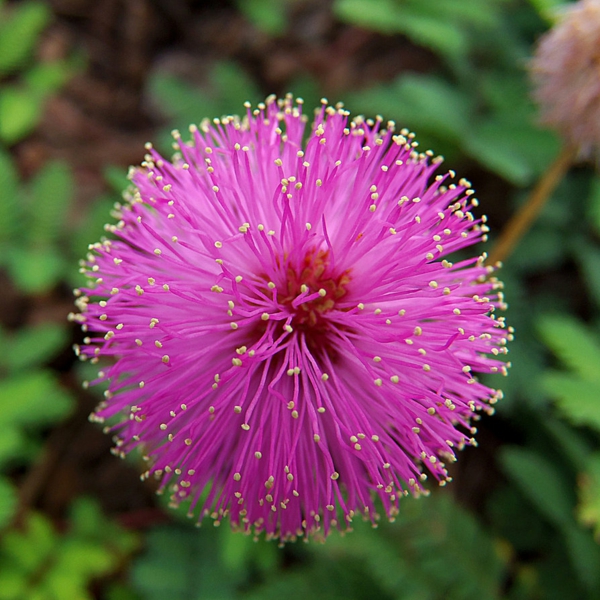 mimosa blume blüten farben