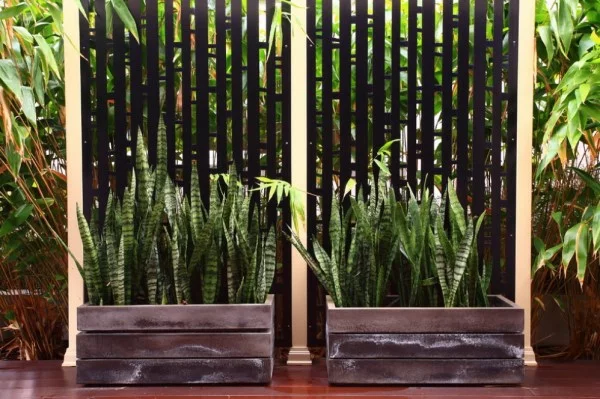 patio gartendesign pflanzenlexikon exterior design 