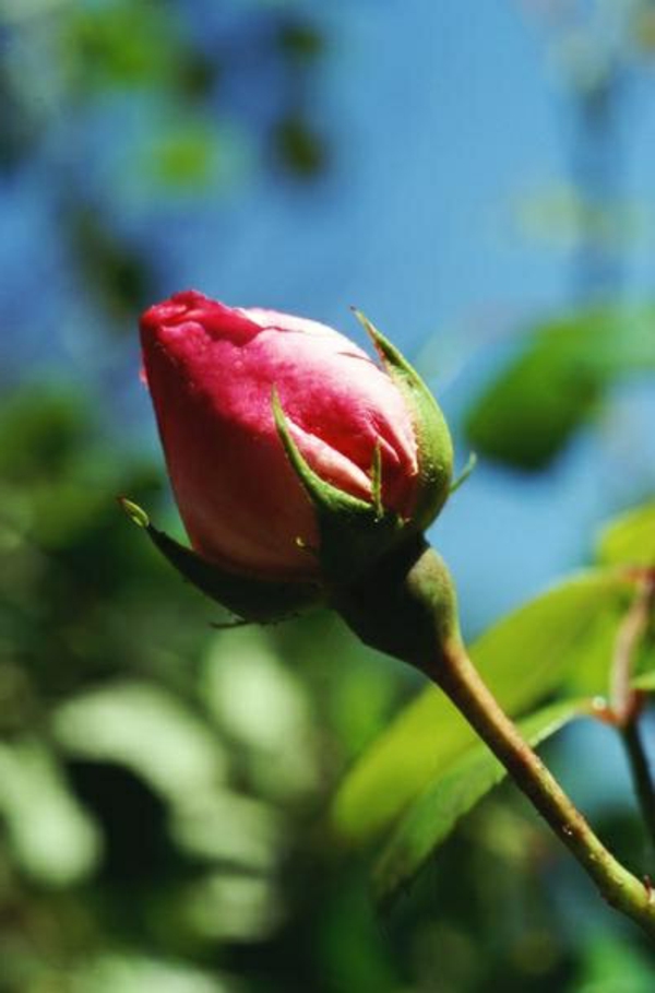 rosenrückschnitt- im frühjahr buschrosen blüte