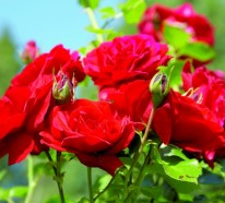 Rosen schneiden: Rosenrückschnitt im Frühling und im Herbst
