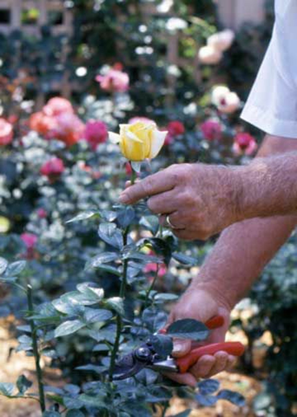 frühjahr buschrosen gartenbau rosenrückschnitt 