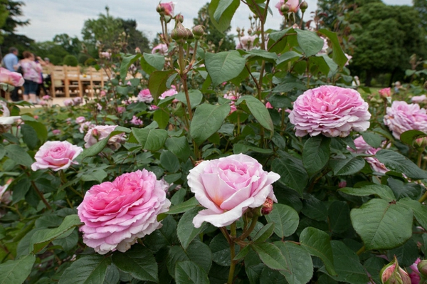 frühjahr buschrosen rosenrückschnitt gärtnerei