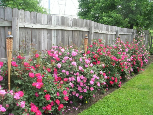 rückschnitt im frühjahr rosen buschrosen pflanzen