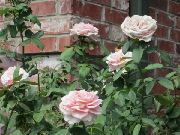 rosen rückschnitt zart farben im frühjahr buschrosen rosa