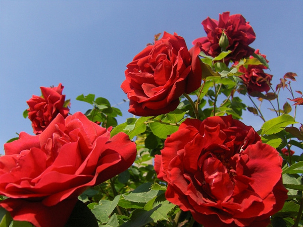 rückschnitt im frühjahr rosen buschrosen rot schön