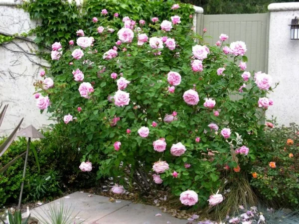rückschnitt im frühjahr rosa rosen blüten buschrosen vorgarten