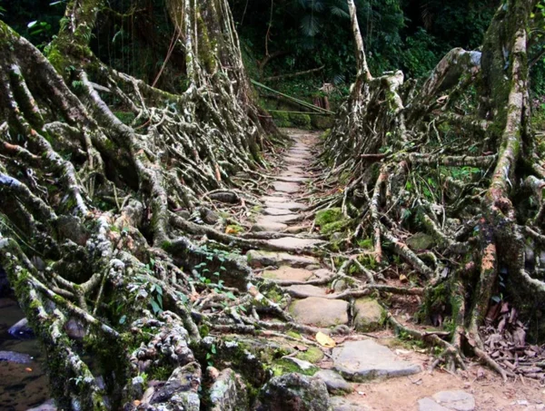 Naturbrücken aus wachsenden Wurzeln Weinreben fußweg