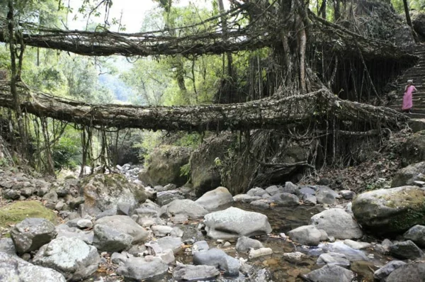Naturbrücken aus wachsenden Wurzeln und Weinreben steine
