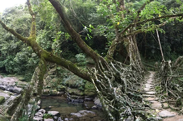 Naturbrücken aus wachsenden Wurzeln Weinreben zweige