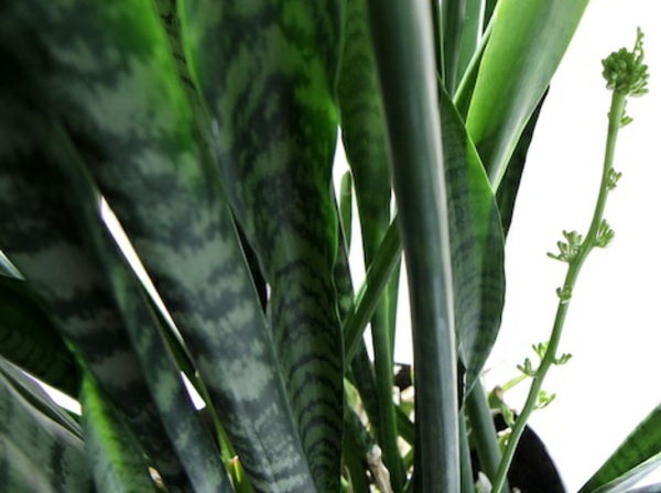 Robuste pflegeleicht Zimmerpflanzen grün blattwerk