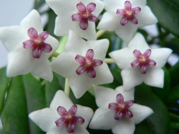 Robuste Zimmerpflanzen weiß lila