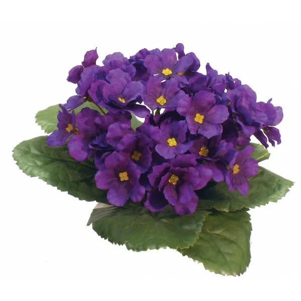 Usambaraveilchen beliebte zimmerpflanzen lila