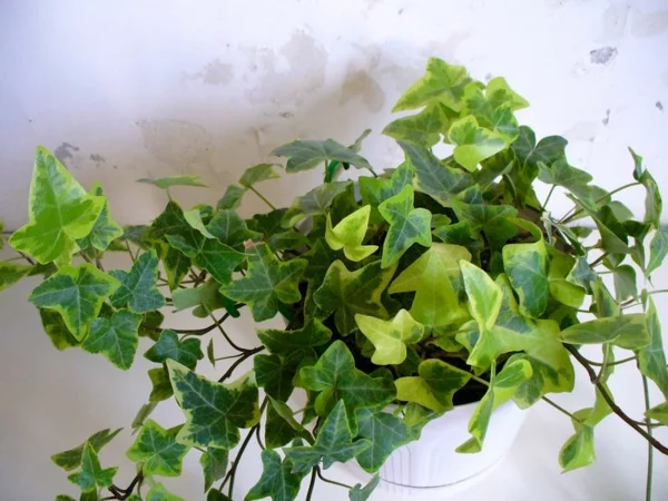 beliebteste immergrüne Zimmerpflanzen Efeu oder Hedera Helix als Raumdekoration