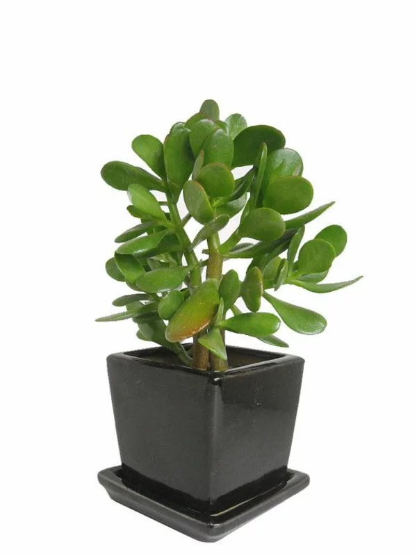 Geldbaum mit kleinen immergrünen Blättern ist die beliebteste pflegeleichte Zummerpflanze