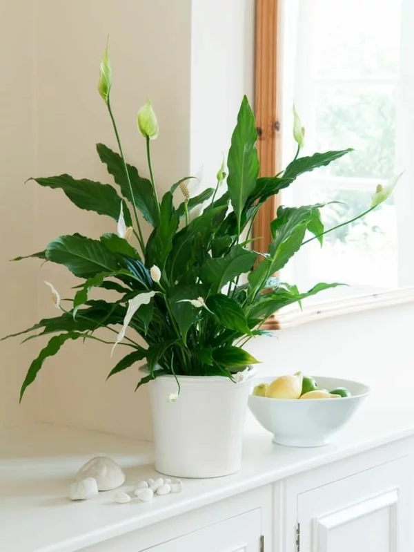 beliebteste Zimmerpflanzen blühendes Einblatt mit weißen Blüten im weißen Topf 