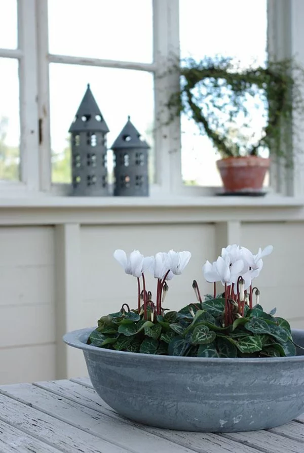 beliebteste Zimmerpflanzen blühende weiße Alpenveilchen im alten Eimer in einem rustikalen Raum