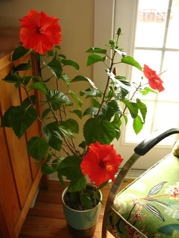  beliebteste Zimmerpflanzen blühender Hibiskus mit roten Blüten als Blickfang im Zimmer