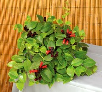 Blühende Zimmerpflanzen – farbige Deko Ideen mit Pflanzenarten, die blühen