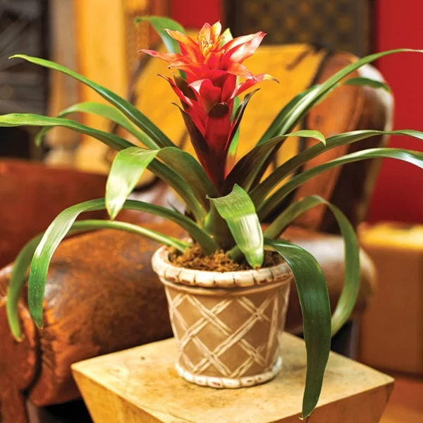 blühende Zimmerpflanzen Guzmania lingulata ein hinreißender Blickfang und Deko im Raum
