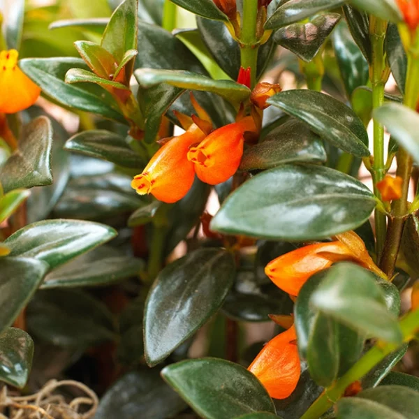 blühende Zimmerpflanzen nematanthus guppy plant eine populäre Topfpflanze