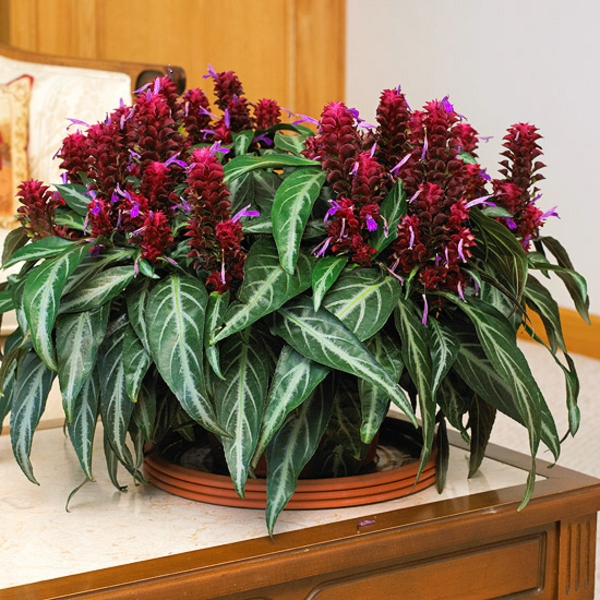 Blühende Zimmerpflanzen farbige Deko Ideen mit Pflanzenarten