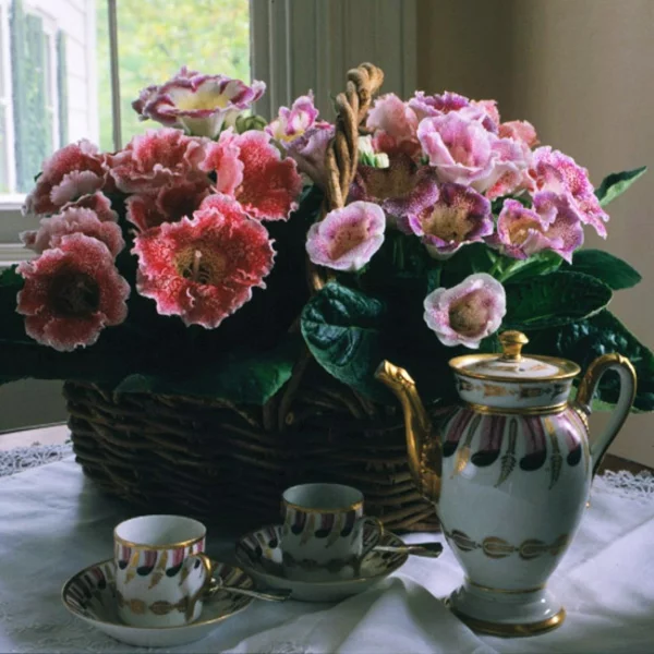 Sinningia speciosa Gloxinie schöne Blüten bezaubernde Tischdeko im Esszimmer 
