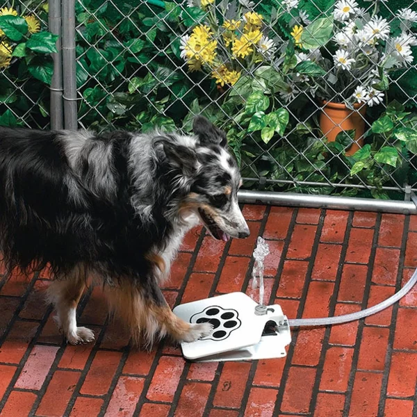 coole Geschenkideen für Hunde wasser trinken
