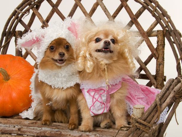 Hundebekleidung zu Halloween hochzeitgäste royal