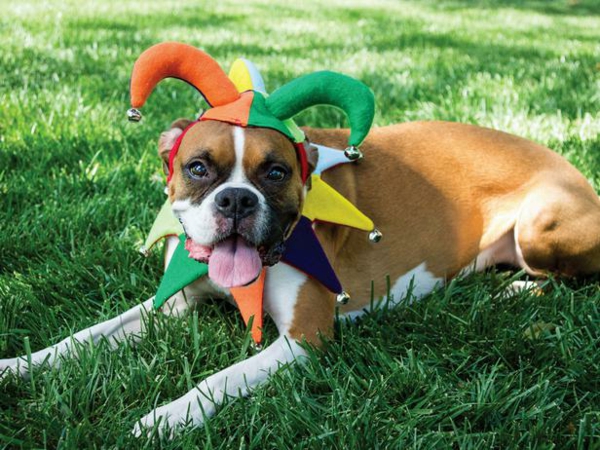 coole hundebekleidung zu halloween