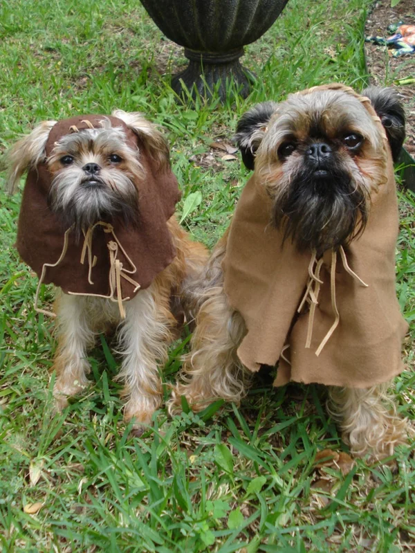 coole Hundebekleidung zu Halloween paar