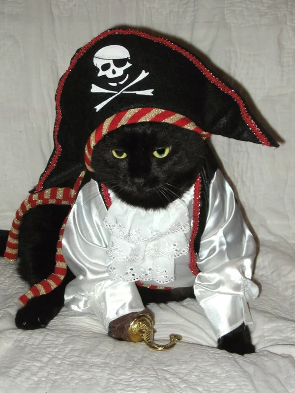 coole Hundebekleidung zu Halloween piraten katze