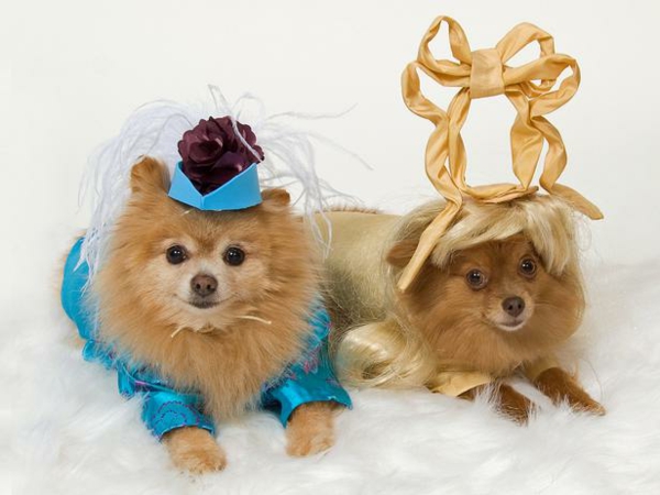 coole Hundebekleidung zu Halloween tiere königlich