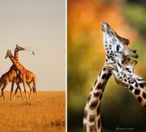Coole Fotos von Wildtieren, aufgenommen von Marina Cano