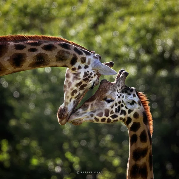 tolle fotos fotografie kunst giraffen