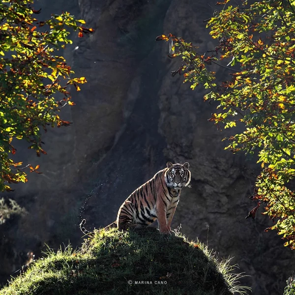 coole fotos fotografie wildtiere tiger
