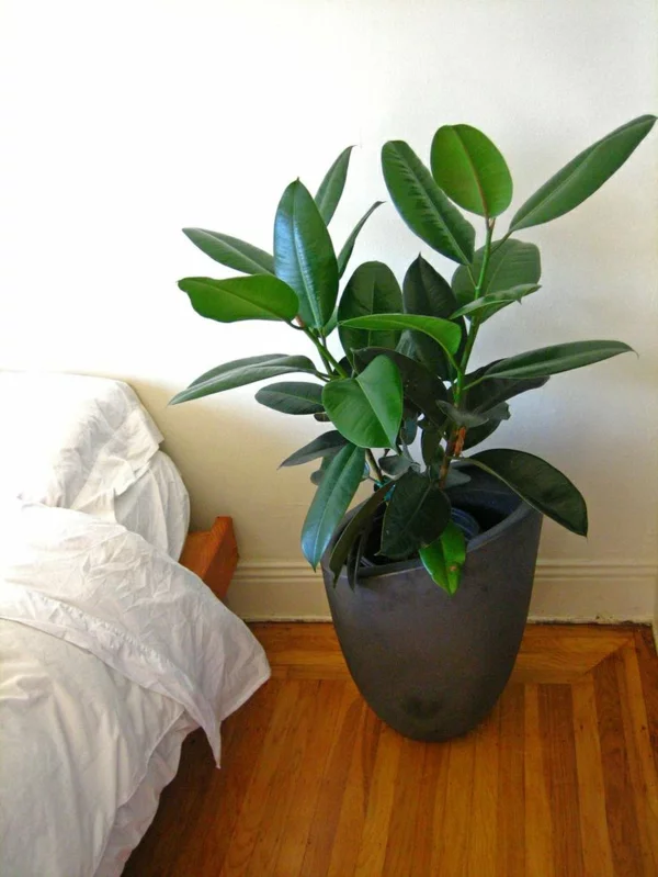 die beliebtesten Zimmerpflanzen Ficus Elastica oder Gummibaum ist eine anspruchslose Topfpflanze 