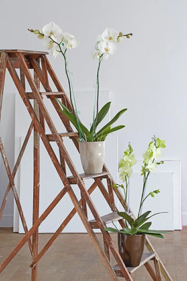 feng shui zimmerpflanzen aisatischer stil wohnideen orchideen