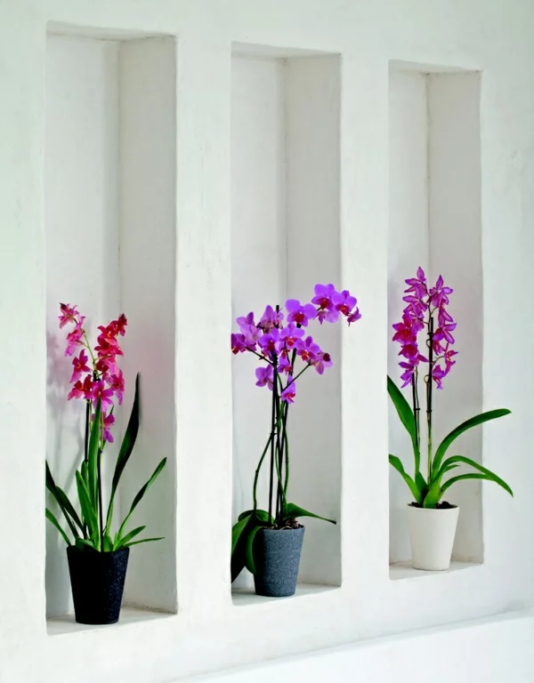 feng shui zimmerpflanzen orchideen topfpflanzen wandgestaltung