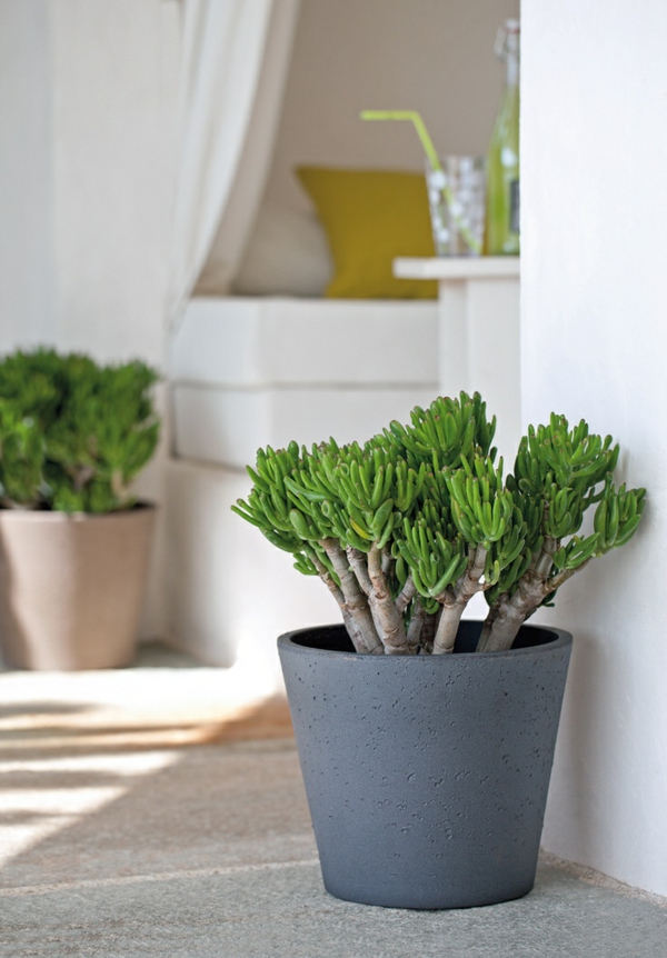 Feng Shui Pflanzen für Harmonie und positive Energie im Wohnraum