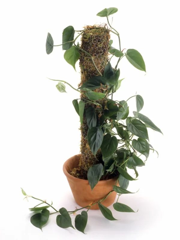 gartengestaltung garten zimmerpflanzen bilder Philodendron