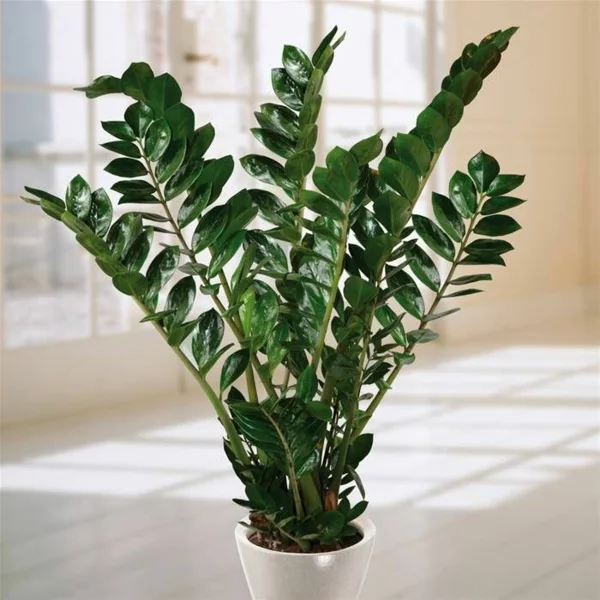 Glücksfeder zamiokulcas immergrüne leicht glänzende Blätter Zimmerpflanzen brauchen wenig Licht