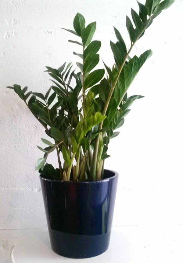 Zamioculkas bis 1,5 m hoch Glücksfeder genannt Zimmerpflanzen brauchen wenig Licht 