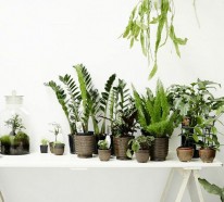 Zimmergrünpflanzen Bilder und inspirierende Deko Ideen