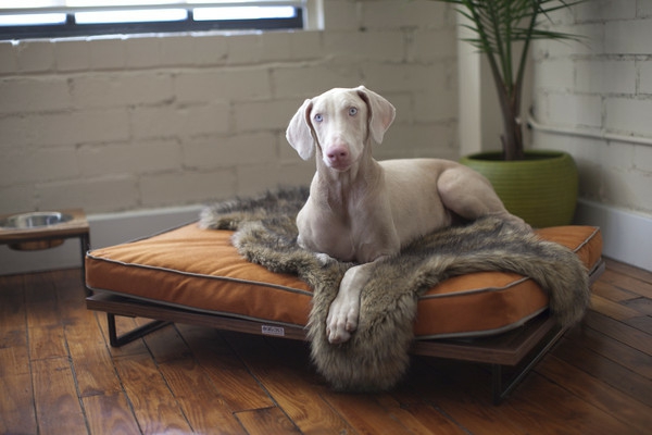 Tierfreundliche Katzenmöbel und Kratzbäume